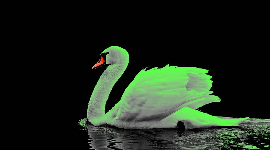 Cisne verde